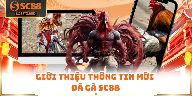 Giới thiệu thông tin mới đá gà SC88